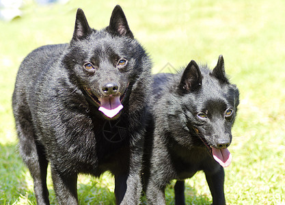 哺乳动物安卓版下载安装(哺乳动物 下载 720p 下载)-第5张图片-QuickQ官网