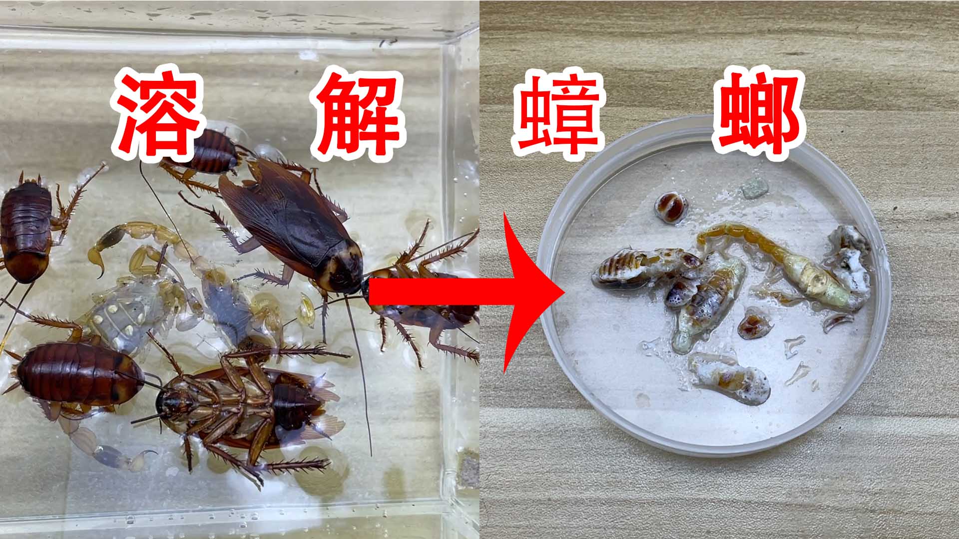蟑螂视频软件下载手机版(蟑螂视频软件下载手机版安装)-第4张图片-SafeW 蟑螂视频软件下载手机版(蟑螂视频软件下载手机版安装)-第4张图片-SafeW