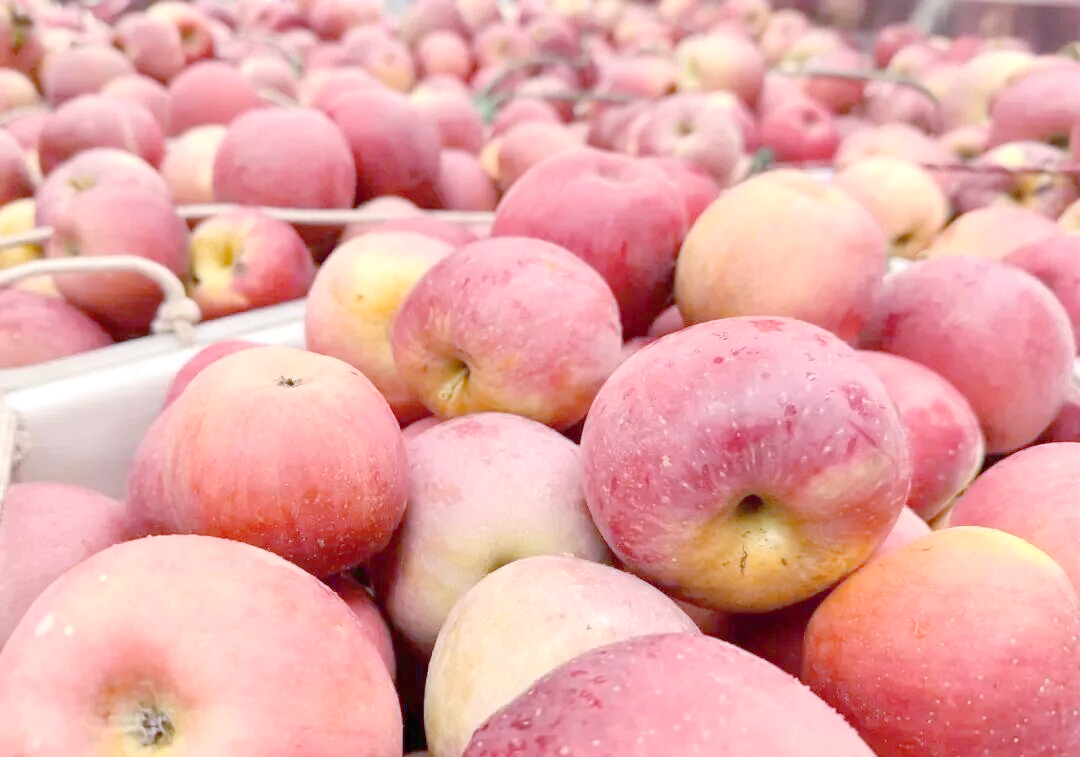 国企版苹果(国企苹果手机)