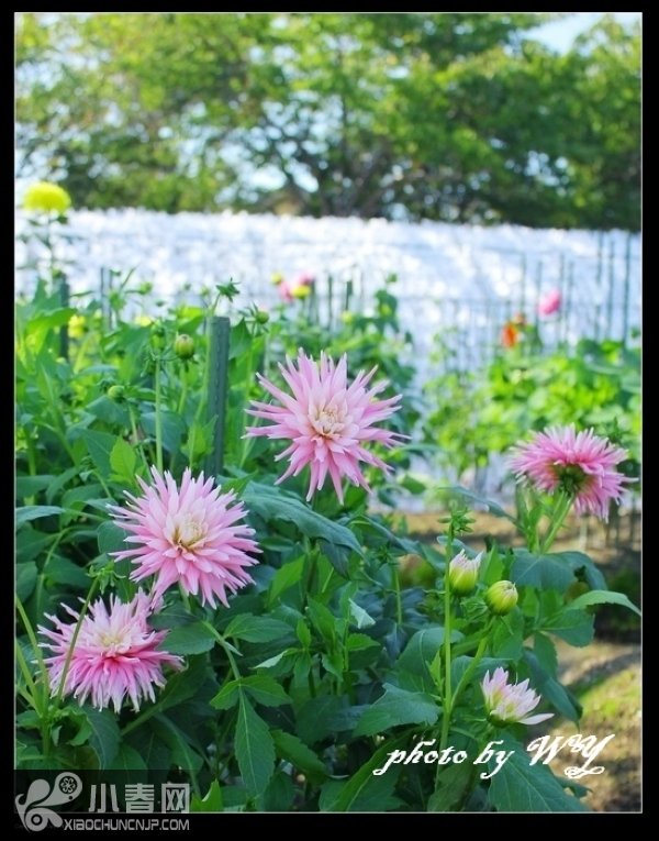 小春网手机版(小春网广告用户怎么办)-第3张图片-QuickQ官网