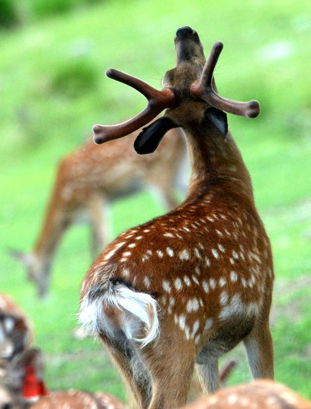 广发华福手机版动物(广发华福证券手机版下载)